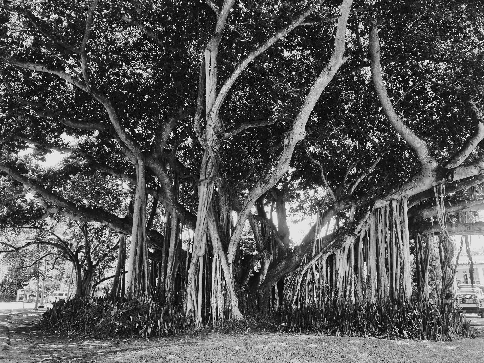banyan